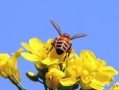 蜜蜂为什么要采蜜（蜜蜂是怎么采蜜的）